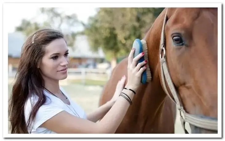 Pet therapy is often done with farm animals like horses or cows.